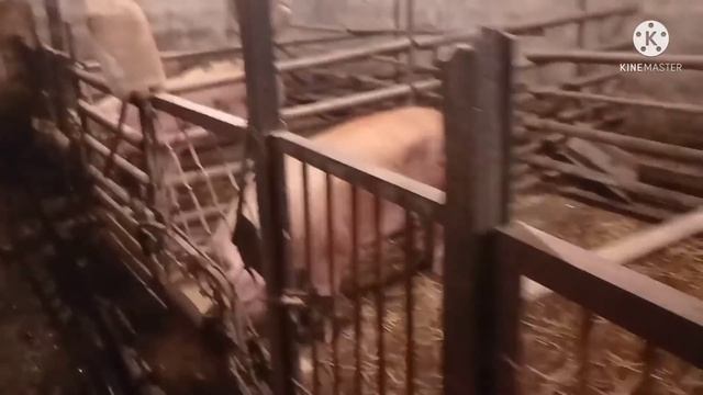 Работягу Обули ,Свиноматки Не Гуляют ,СЛАВА Богу смотреть онлайн