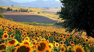 МЕЧТЫ СБЫВАЮТСЯ...видео от Ивана...