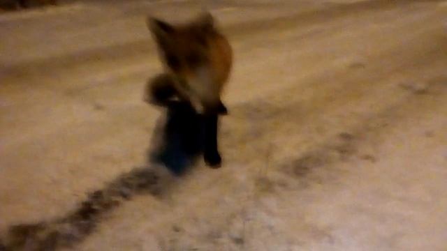 Ручная Лисичка Пойковский Охрана Халибертон