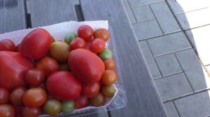 Последние плоды помидоров