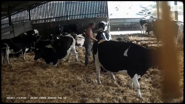 This is the truth about the UK dairy industry.