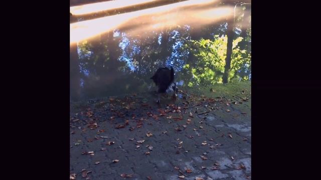 Стелла. Собачий день. Мир глазами собаки смотреть онлайн