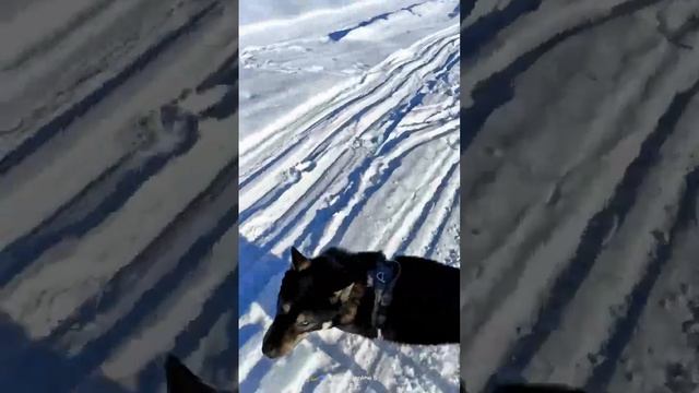 Чёкнутый пес, Тайсон | Шепски (метис хаски) | 21 месяц | 18.02.2023