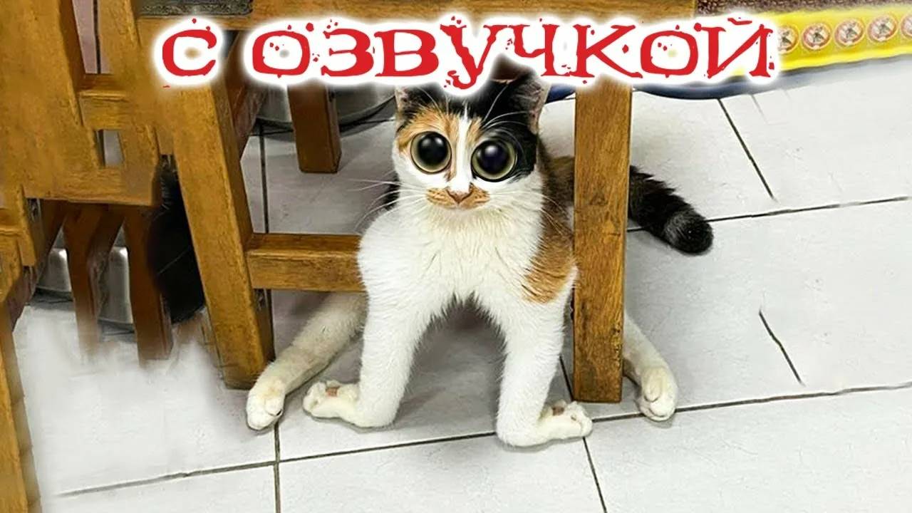 С котиками смешные с озвучкой