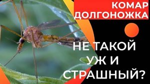 Комар-долгоножка: Люди боятся их, но они абсолютно безобидны