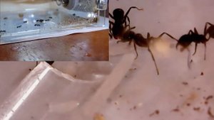 Кормим муравьев сиропом - Messor Structor