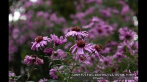 Почему вам стоит начать именно с Canon 650D в 2023 году