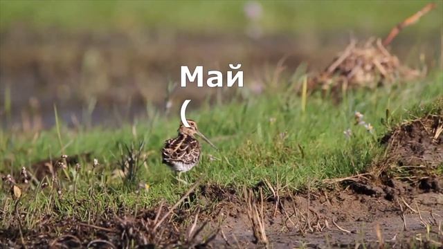 Learn Russian Months #учиммесяцы #временагода #russianwords #howtospeakrussian