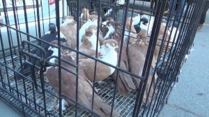 ПТИЧИЙ РЫНОК. УФА. 13 ОКТЯБРЯ 2024 г.