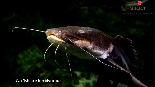 Let's Learn About Fish! | Preschool Educational Videos l sea animals for kids смотреть онлайн