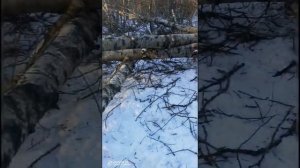 Заготовка дров в деревне для дома.