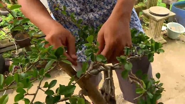 BONSAI, Tanaman Unik Dengan Harga Selangit | TAU GAK SIH (19/11/20) смотреть онлайн