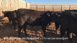 Бычки Ангуса 2019 года