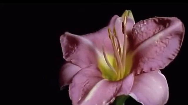 Когда цвели пионы..., Стихи Нина Зимина, муз. и исп. #СамуилФрумович