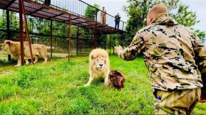 Этот белый лев последне время ПРОСТО  ТЕСТИРУЕТ Олега Зубкова на смелость и выдержку!