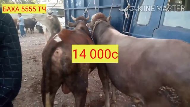 молбозори ш вахдат  2021
