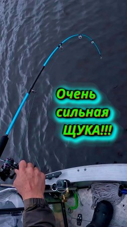 Очень сильная ЩУКА!!!