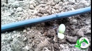 КФХ Триколор 1 га