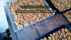 Сушка тыквенных семечек в самодельном инкубаторе