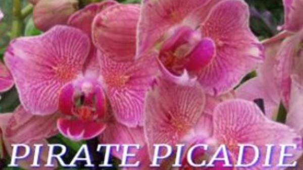 №938/ ПЕРЕСАДКА орхидеи PIRATE PICADIE (бабочки)