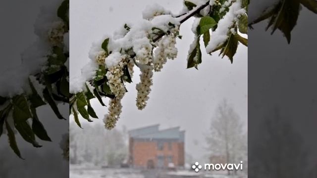 «Майский снег»