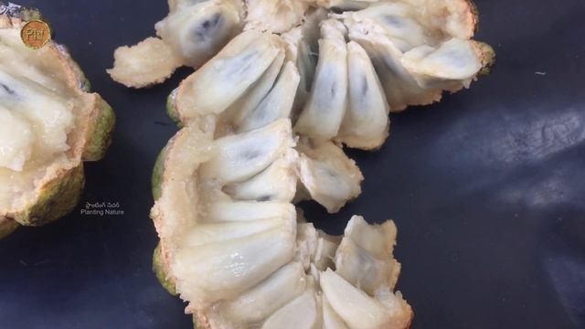 Custard Apple /Sugar Apple (Annona squamosa) Full Info