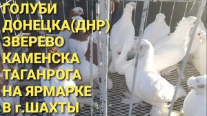 Голуби Донецка(ДНР), Каменска, Зверево, Таганрога на ярмарке в г.Шахты. Николаевские голуби.