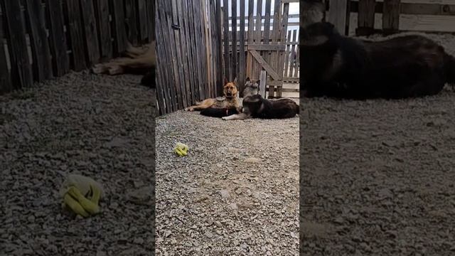 Папка с мамкой играют с дочкой | Шепски (метис хаски) #хаски #шепски #dog #husky