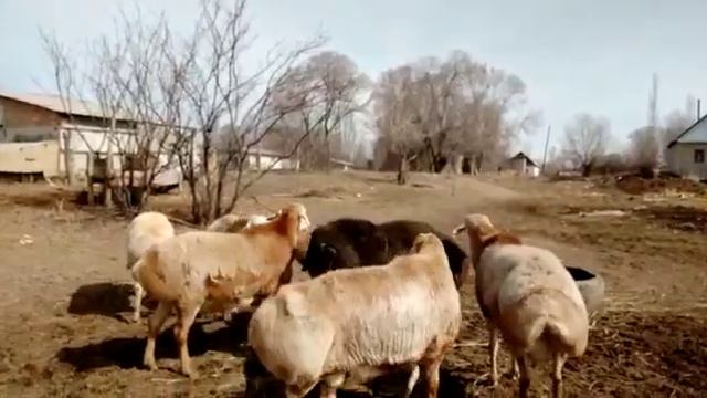 (743) разборки гигантов баран. смотреть онлайн