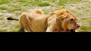 Олег Зубков приехал кормить молодых львов, среди них уже явно лидирует БЕЛЫЙ ЛЕВ и один РЫЖИЙ!