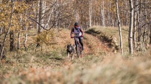 5 октября 2024 Аркаим г.Челябинск. Классификационная гонка РКФ.  Велосипед 1 собака, ОПЕН, женщины