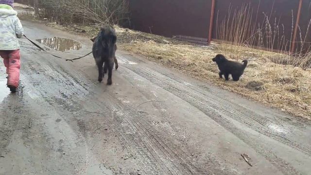 В лес не пойдем но по дорожке точно погуляем. П-к Монголдог.