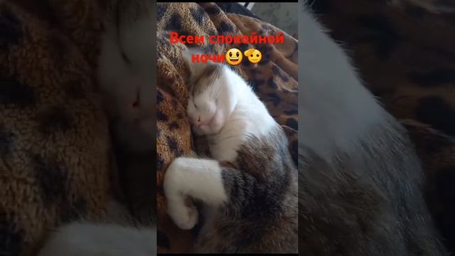 #мойкотспит #пжврек #можнооктив #shors #спокойнойночи