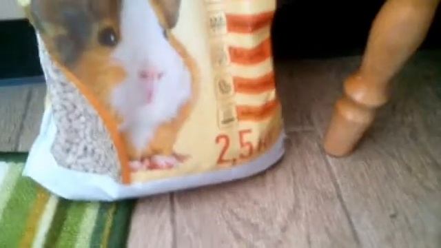 Как ухаживать за хомяком,и што нужно при покупки хомяка