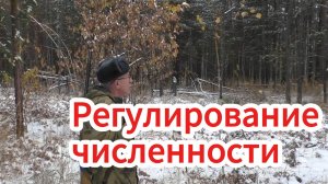 Что такое регулирование численности