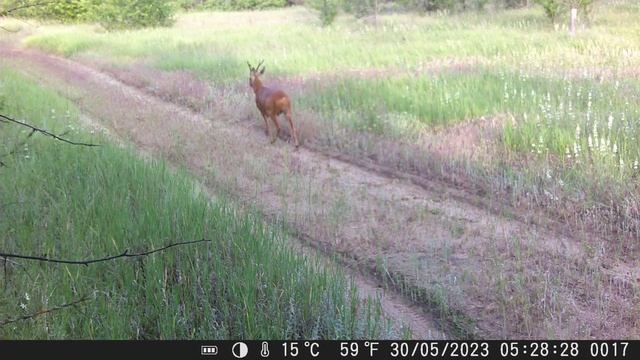 У косули гон. смотреть онлайн