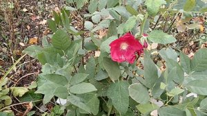 Разноцветные дома