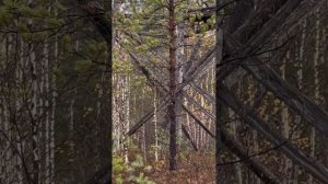 Обнаружил смотровую вышку кое как до нее добрался. промочил кроссовки на сквозь.