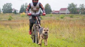 18 августа 2024 Толгур | Капси сюрес, байк 1 собака. Дистанция  700 м.