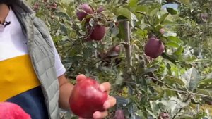 Mema Mestar (ID) Red Delicious Apple Suitable Elevation