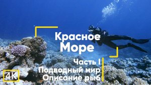 Рыбы Красного моря (с описанием). Часть 1. Египет. Дайвинг. Подводная съёмка на GoPro 8.
