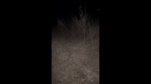 Охота на хищника. Маним электронным манком. Два шакала, один матёрый!