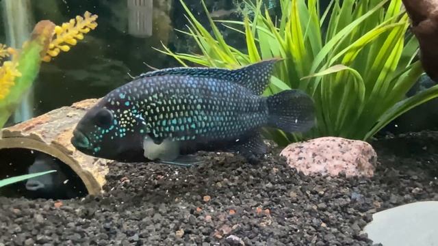 Top 5 Cichlid Tank Setups for a 75 Gallon Aquarium смотреть онлайн