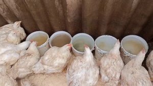 Заглубленная Теплица Курятник 2*6 метров Своими Руками :-))