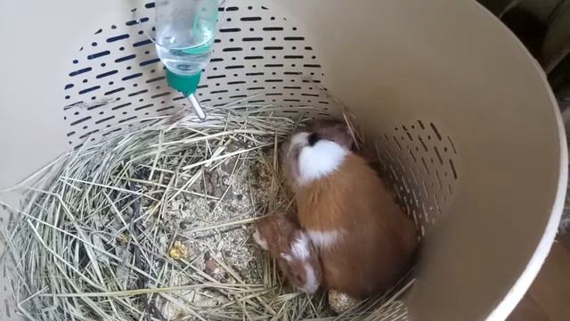 Морская свинка родила! Пополнение. смотреть онлайн