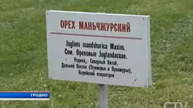 Жительница Гродно своими силами возрождает королевский ботанический сад XVIII века смотреть онлайн