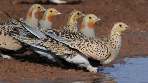 Копытка: Птица с «копытами» вместо лап. Живёт в Азии, но иногда парадоксально залетает в Европу