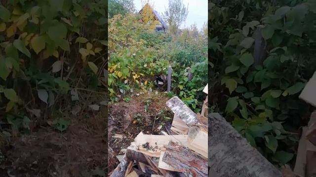 Дальше спал Тайсон | Шепски (метис хаски)