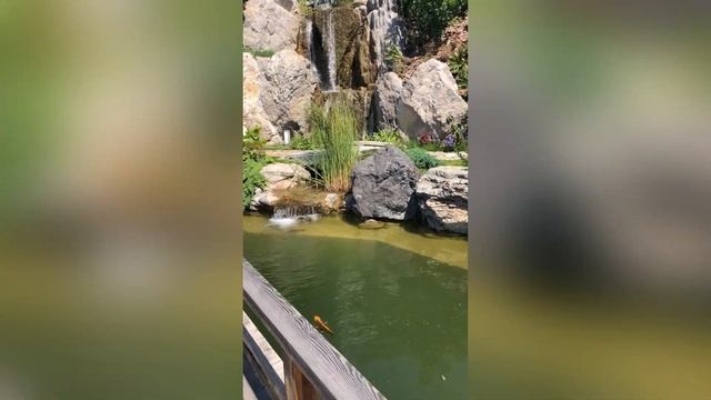 Японский сад, Мрия, Крым, июнь 2022 года #крым #мрия #mriya #японскийсад