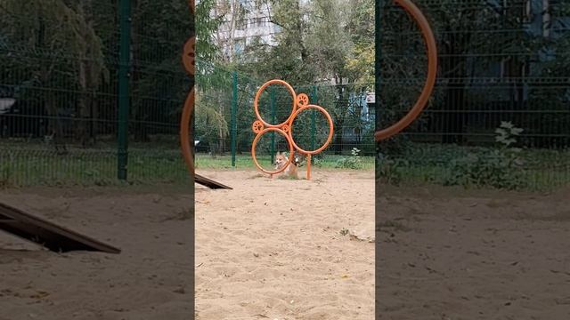 Дрессировка корги Учу кататься на скейте! Пишите у нас есть Гайд #коржмарти #корги